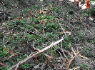 img4.gif