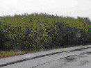 img6.gif