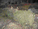 img8.gif